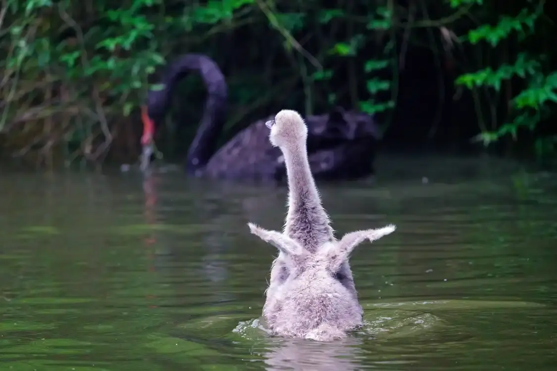 백조호 주변 호텔