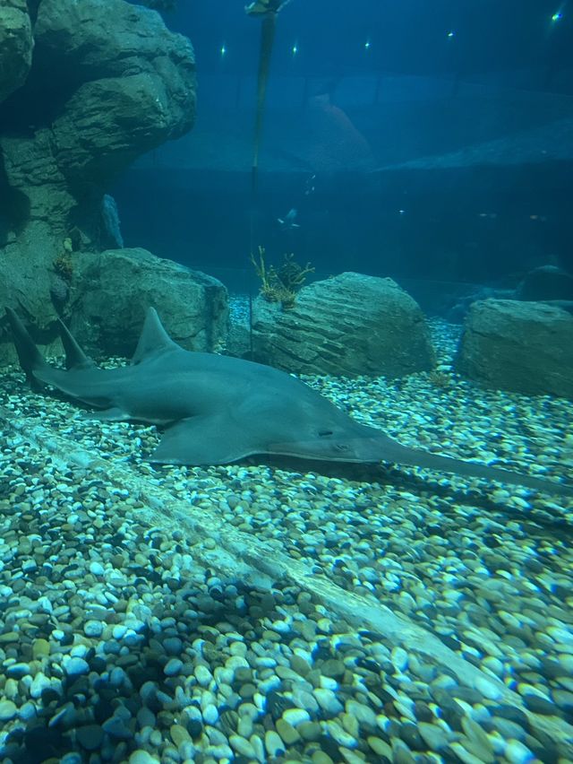 香港人的回憶 海洋公園