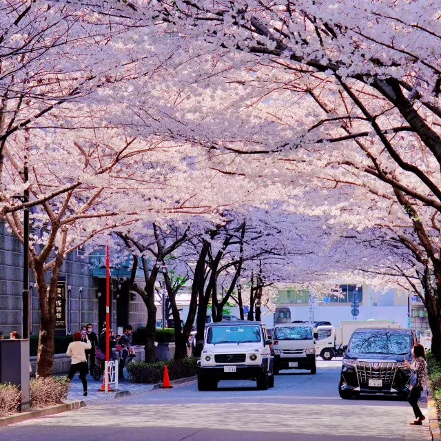 三越前の桜並木