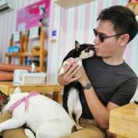 คาเฟ่คนรักหมา เชียงใหม่ ใจรักต้องมา