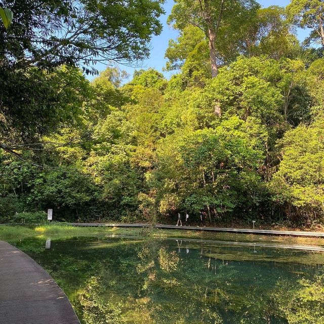 A Jungle in the middle Singapore