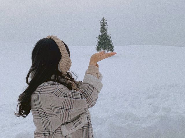 札幌市(삿포로) 비에이 투어