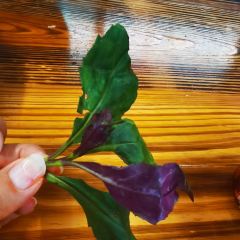 老味道徽府菜 ảnh của người dùng