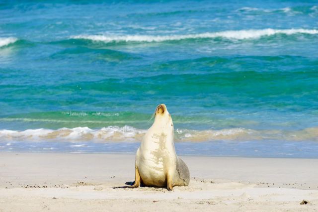 Seal Bay