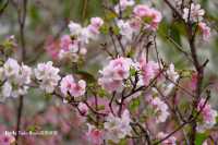 [親子好去處] 日式公園賞火紅杜鵑花+單車公園之櫻花樹下