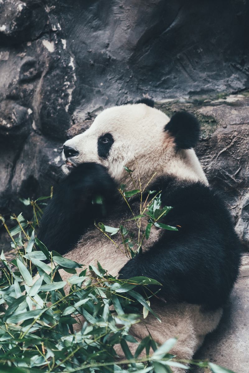 Xiazhu Lake Panda Park