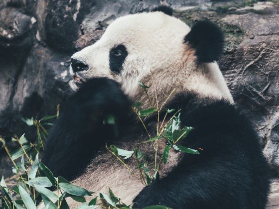 Xiazhu Lake Panda Park