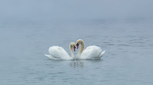 백조의 호수