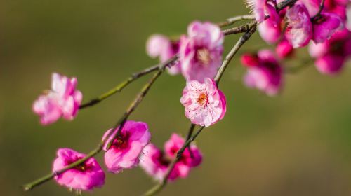 盤古村自然公園