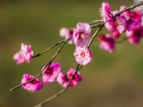 盤古村自然公園