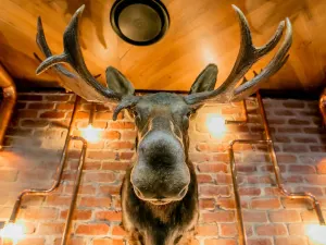 The Loose Moose