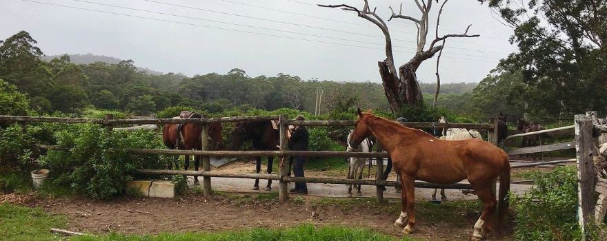 Timbertops Stud & Riding School