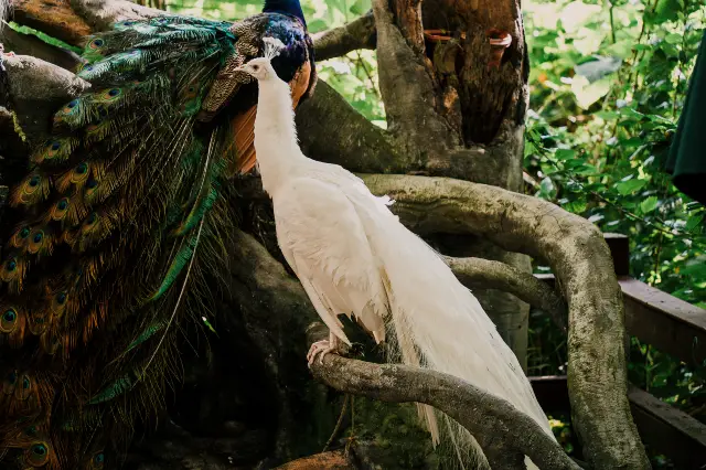 Peacock Feeding in Xishuangbanna