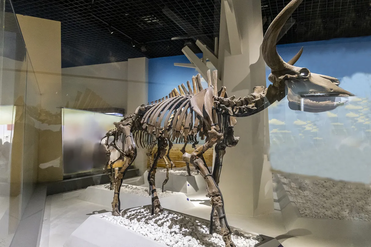 3_Natural History Museum of China