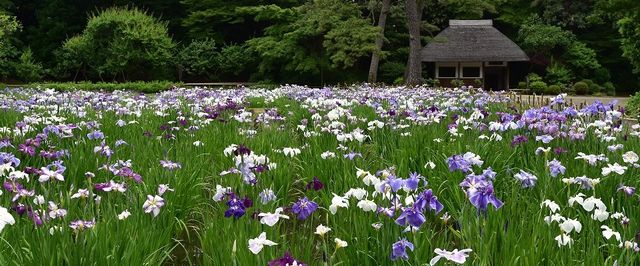 小石川后樂園花菖蒲節 | 東京