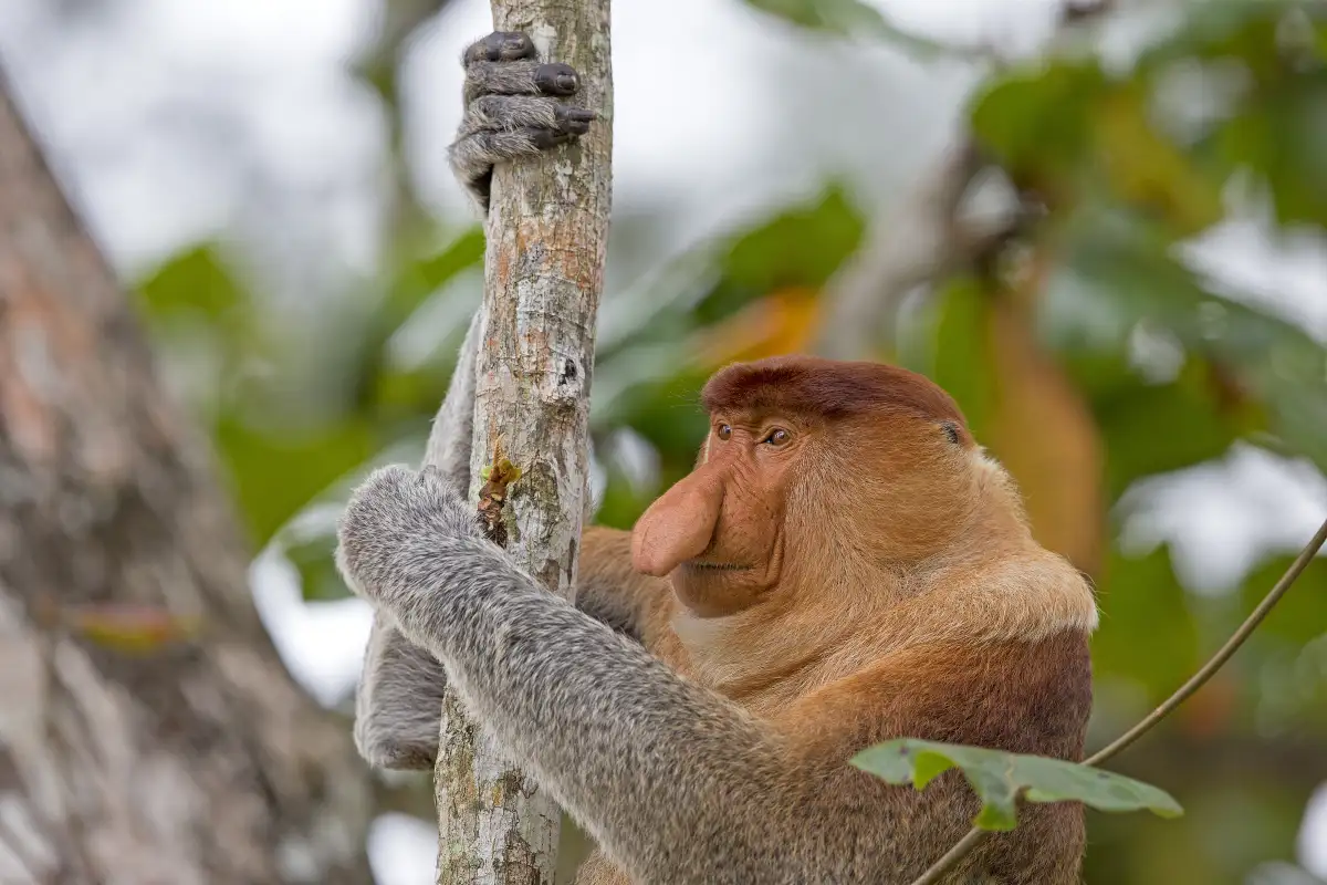 Bako National Park