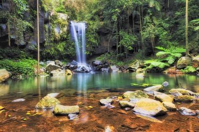 Tamborine National Park