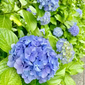 あじさい橋 Trip Com 箱根の旅のブログ