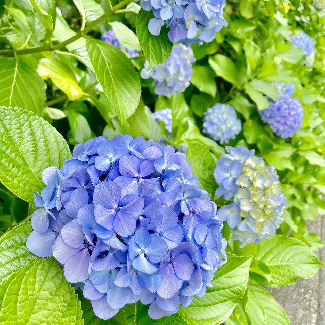 箱根湯本の紫陽花