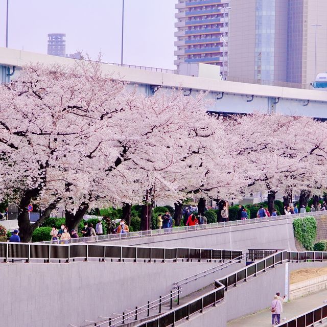 隅田川の岸辺の桜並木