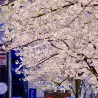 東京駅周辺の桜並木