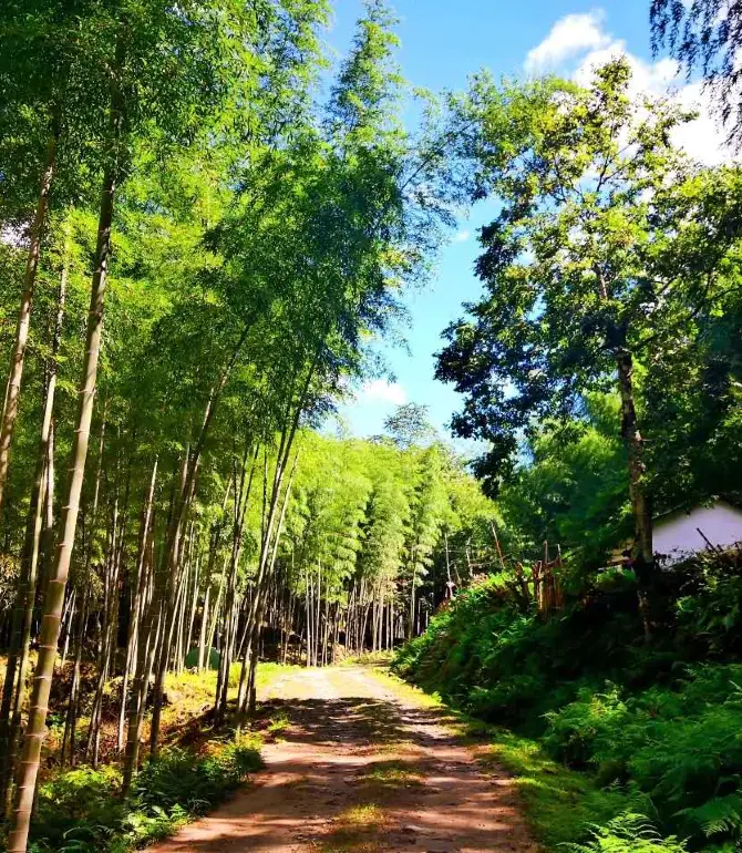 Shennong Valley National Forest Park