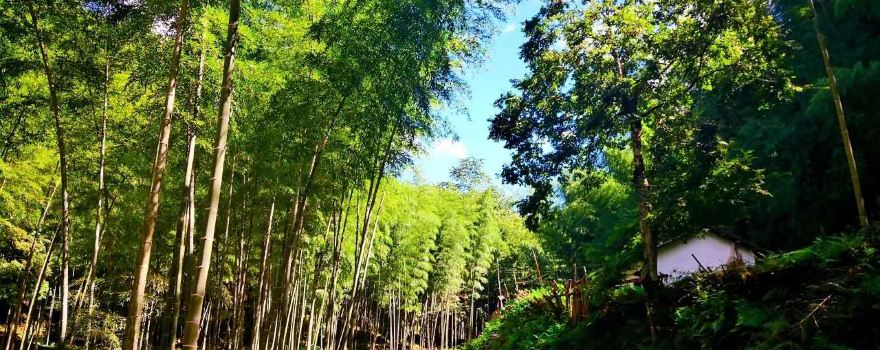 Shennong Valley National Forest Park