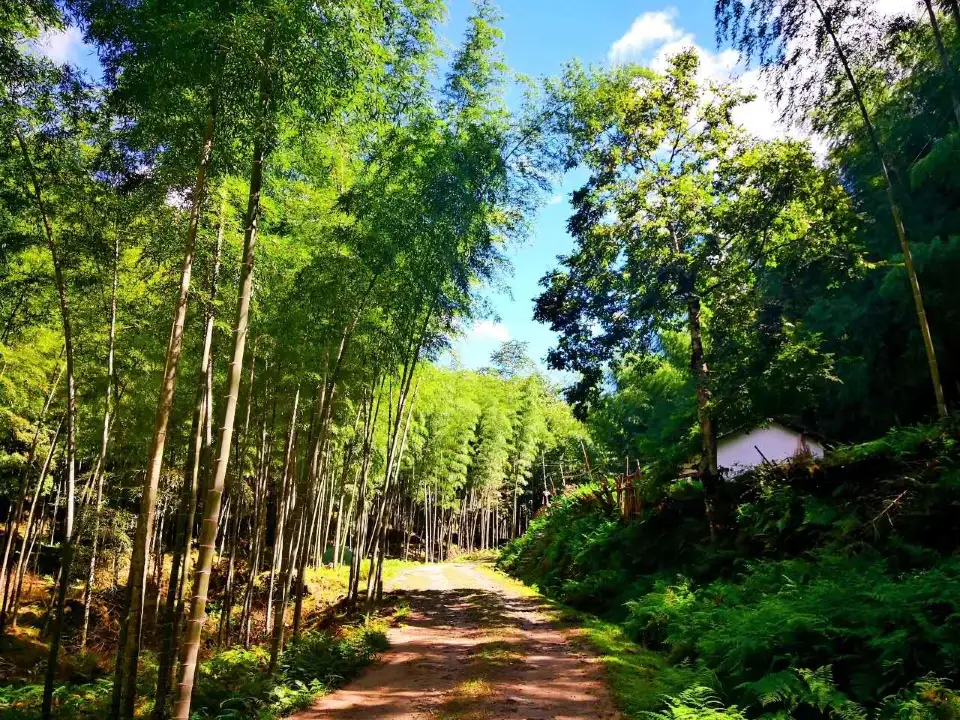 5_Shen Nong Gu National Forest Park