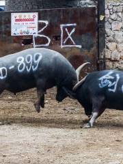 Fangzhao Bullring, Taijiang County