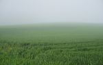 Nanni River Hanging Grassland