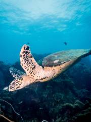 Bali Diving Academy Lembongan