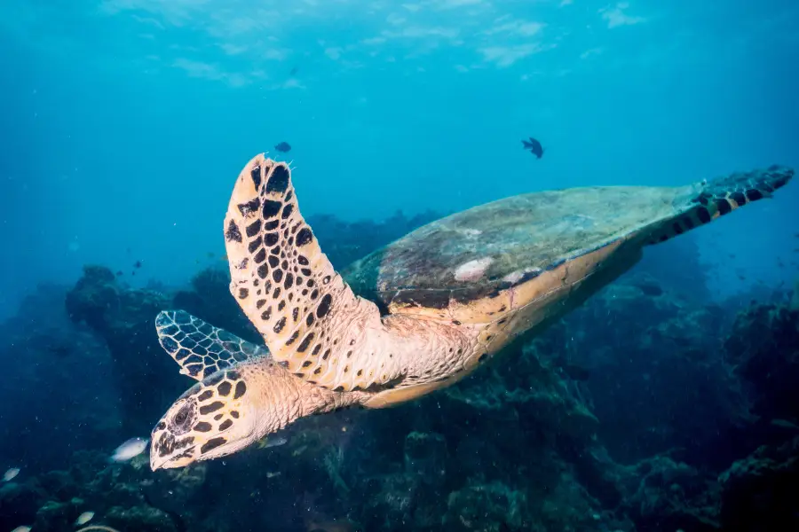 Bali Diving Academy Lembongan