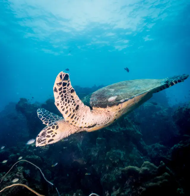 Diving in Similan Islands
