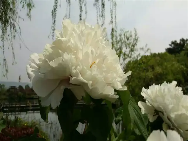 Changshu Peony Viewing
