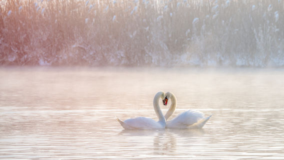 Swan Lake