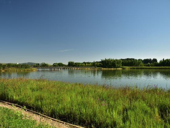 Longquanhu Wetland