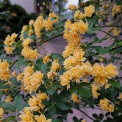 Laozaofangxiangcuncai (huangnibang) User Photo