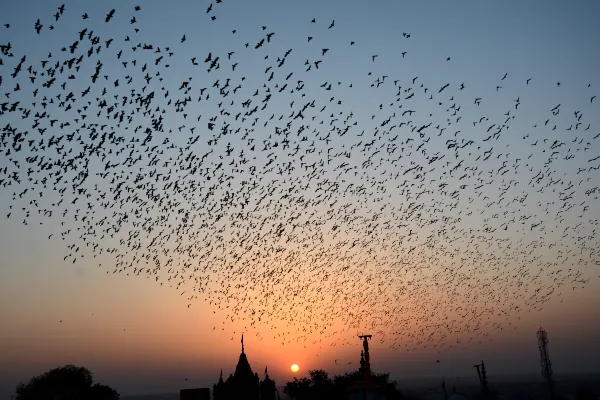 Hotel the Bird Dehradun