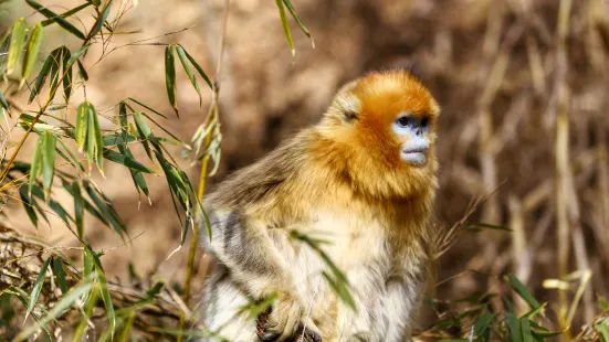 Changqing Nature Reserve