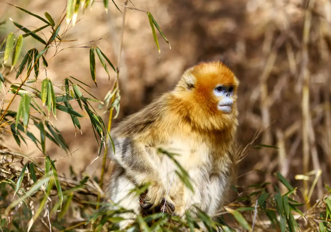 Hotels near Changqing Nature Reserve