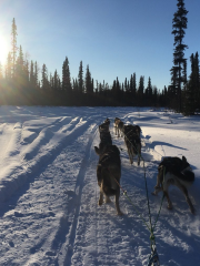 Talkeetna Sundog Kennel