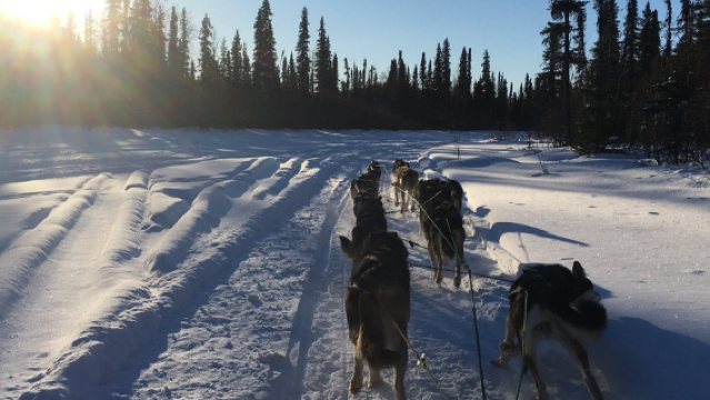 Talkeetna Sundog Kennel