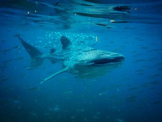 세브고 카티클란-세부