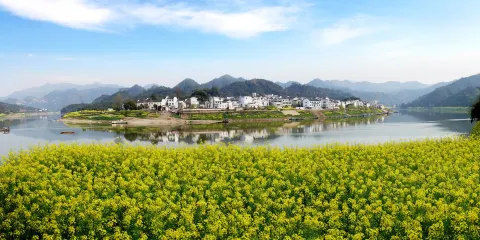 黃山賞油菜花