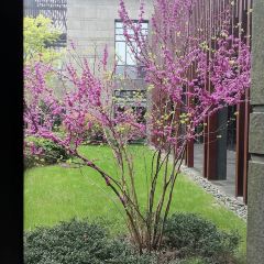 CORDIS DONGQIAN LAKE, NINGBO·MING COURT User Photo