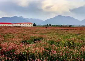 南山花海