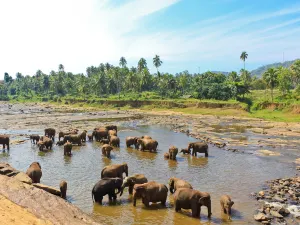 Elephant Interactions in Sri Lanka