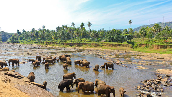 Udawalawa Elephant Orphanage