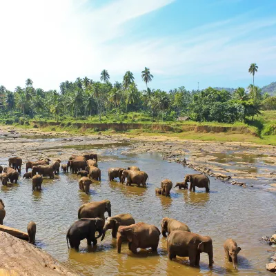 Elephants Bathing Place周辺のホテル