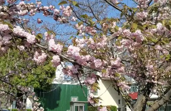 桜花園周辺のホテル